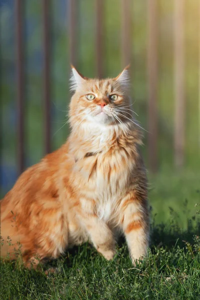 Red Maine Coon Gatto Siede Importante Sull Erba Verde Nel — Foto Stock