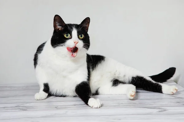 Cute black and white cat lies and shows tongue on a white background.