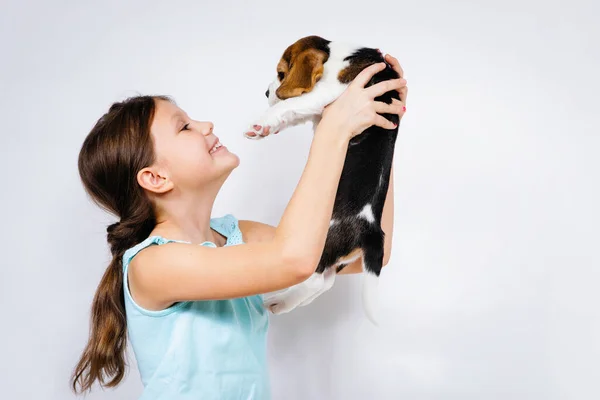 Menina Adolescente Segura Suas Mãos Filhote Cachorro Raça Beagle Fundo — Fotografia de Stock