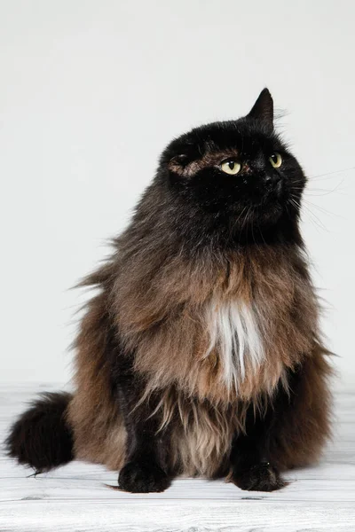 Kabarık tüylü, tek kulaklı kedi beyaz bir arka planda yerde oturuyor..