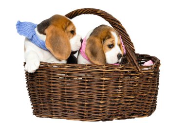 Beagle köpek cinsinin iki safkan yavrusu sepetteki mavi ve pembe eşarplar içinde stüdyoda beyaz bir arka planda oturup oynuyorlar..