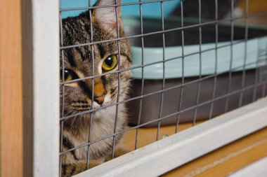 Mutsuz gri bir tekir kedinin portresi. Bir hayvan bakım odasındaki kafes kafesinin arkasından bakıyor..