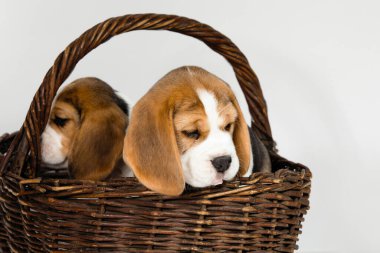 Beagle köpeğinin iki safkan yavrusu oynaşıyor ve stüdyoda beyaz bir arka planda oynuyorlar..