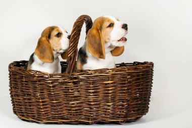 Beagle köpeğinin iki safkan yavrusu oynaşıyor ve stüdyoda beyaz bir arka planda oynuyorlar..