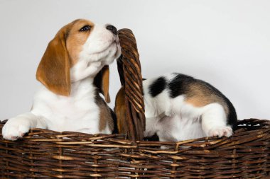 Beagle köpeğinin iki safkan yavrusu oynaşıyor ve stüdyoda beyaz bir arka planda oynuyorlar..
