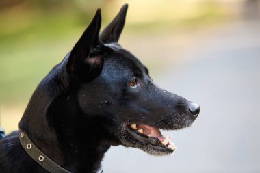 Yazlık parktaki Afro-Siyah Köpek Melezi 'nin başı..