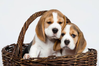 Beagle köpeğinin iki safkan yavrusu oynaşıyor ve stüdyoda beyaz bir arka planda oynuyorlar..