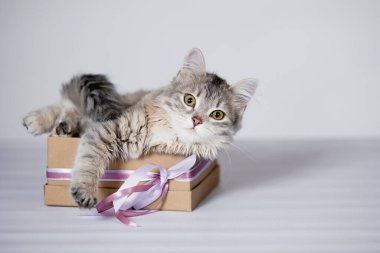 Kahverengi hediye kutusundaki gri kedi yavrusu.