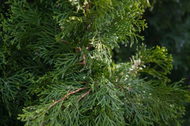 Web tasarımı için arka plan Yeşil iğneler Ladin, çam, kozalak