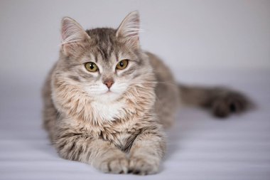 Şirin gri tüylü kedi yavrusu kamerada oturuyor ve poz veriyor. Gri arka plan. Seçici yumuşak odak.