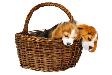 Beagle köpeğinin iki safkan yavrusu oynaşıyor ve stüdyoda beyaz bir arka planda oynuyorlar..
