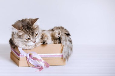 Kahverengi hediye kutusundaki gri kedi yavrusu.