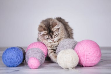 Yün yumaklarıyla oynayan sevimli kedi yavrusu. Mavi ve pembe iplik yumakları. Gri arka plan. Seçici yumuşak odak.