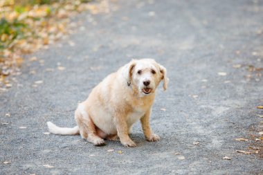 Melez bej köpek yaz parkında bir pistte oturuyor..
