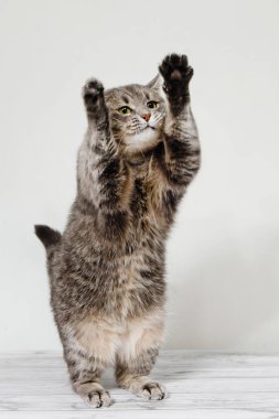 Tekir gri kedi duruyor, değnekle oynuyor, patilerini beyaz arka planda kaldırıyor..