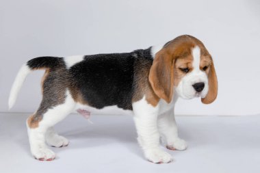 Stüdyoda beyaz bir arka planda safkan köpek yavrusu..