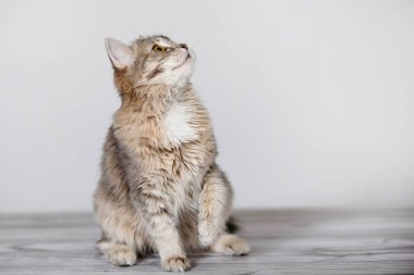 Gri tüylü kedi yavrusu pençesiyle şeffaf bir bant yakalıyor. Gri arka plan. Seçici yumuşak odak.