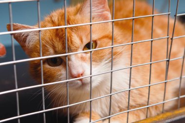 Kabarık, uzun saçlı, beyaz bir kediyle kızıl saçlı. Ne yazık ki hayvan bakım odasındaki kafeste parmaklıklar ardına bakıyor..