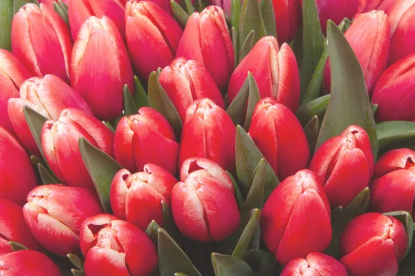 Bukiet Czerwony Tulipany Wiosna Kwiaty Zbliżenie — Zdjęcie stockowe