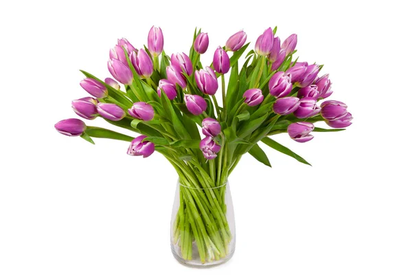 Букетний Пурпуровий Тюльпанський Кущ Розпускає Квіти Вазою Білому Ізольованому Тлі — стокове фото