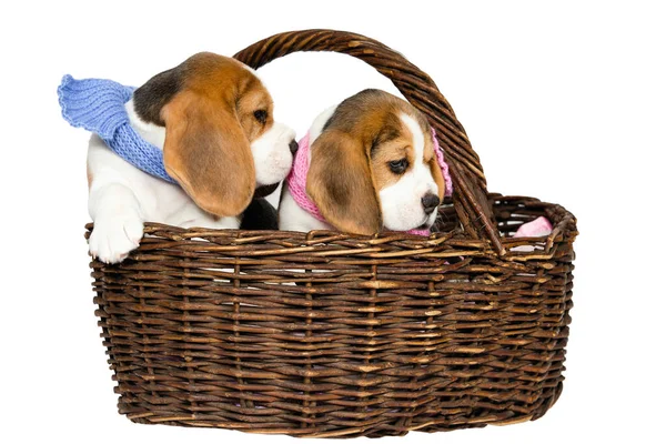 Two Purebred Puppies Beagle Dog Breed Blue Pink Scarfs Wicker — Stock Photo, Image