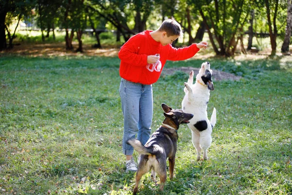 Jovem Joga Com Cães Gramado Parque Verão — Fotografia de Stock