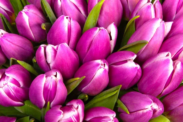 Bukiet Fioletowy Tulipany Wiosna Kwiaty — Zdjęcie stockowe
