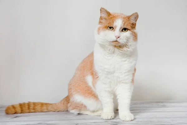 Ruiva Com Gato Branco Olha Com Raiva Para Câmera Chão — Fotografia de Stock