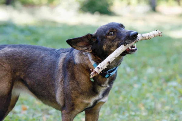 Outbrední Hnědý Pes Voříšek Hrající Holí Letním Parku — Stock fotografie