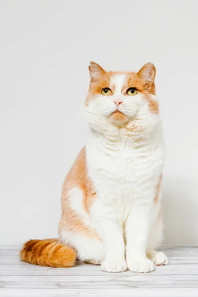 Gato Rojo Triste Sentado Suelo Sobre Fondo Blanco — Foto de Stock