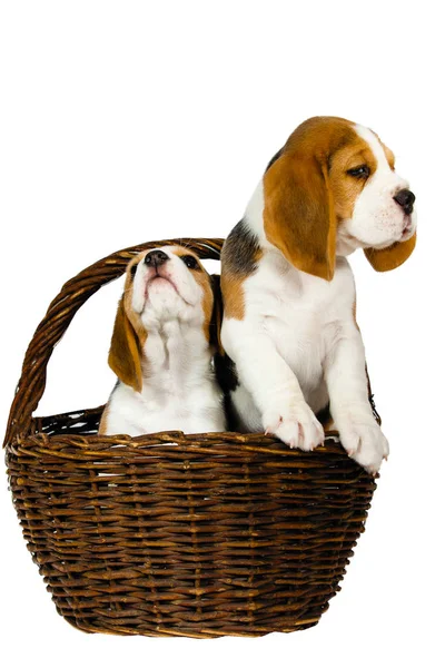 Dois Filhotes Cachorro Raça Pura Cão Beagle Brincam Com Fundo — Fotografia de Stock