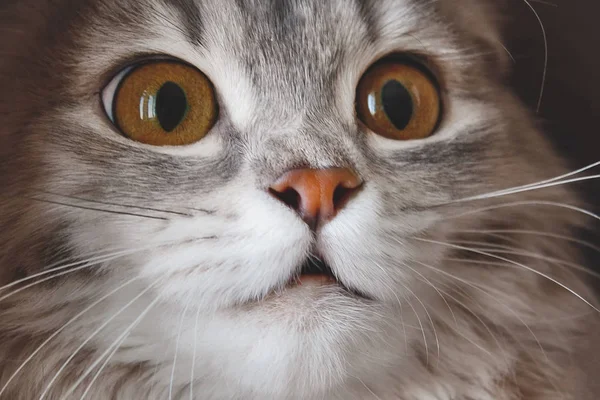Asustado Gato Gris Sienta Una Bolsa Papel Mira Con Ojos — Foto de Stock