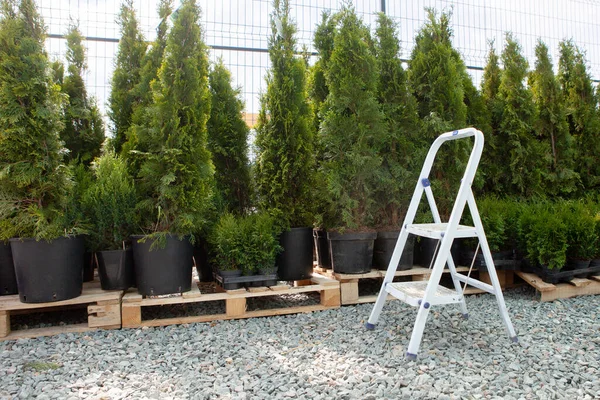 Stepladder on a background of hedges. Outdoor store selling landscape plants, arborvitae and cypress.