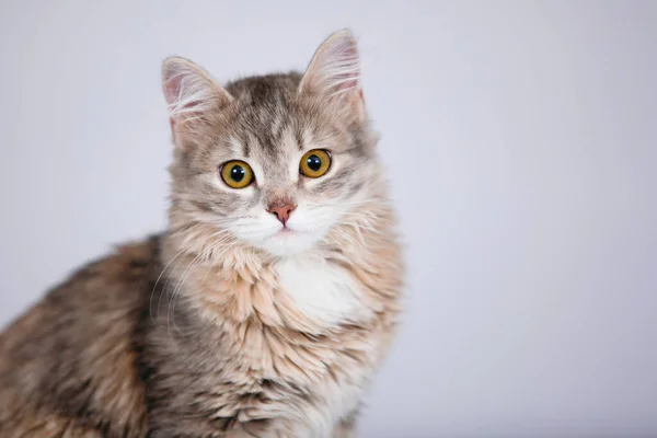 Söt Grå Fluffig Kattunge Sitter Och Poserar Kameran Grå Bakgrund — Stockfoto