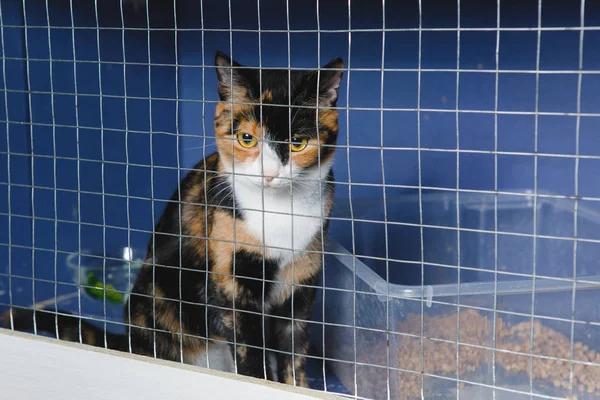 Tricolor Cat locked in a cage in an animal cattery.