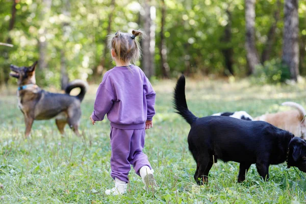 Menina Terno Roxo Com Cães Parque Cidade Verão — Fotografia de Stock