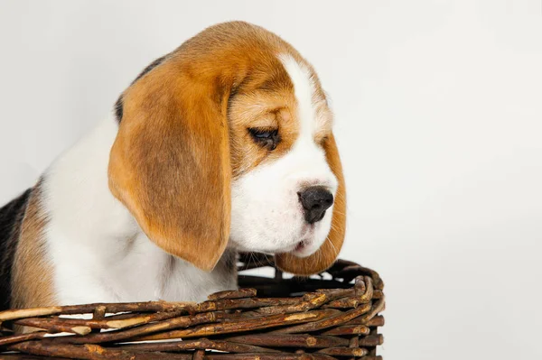 Purebred Puppy Beagle Dogs Sitting Wicker Basket White Background Studio — Stock Photo, Image