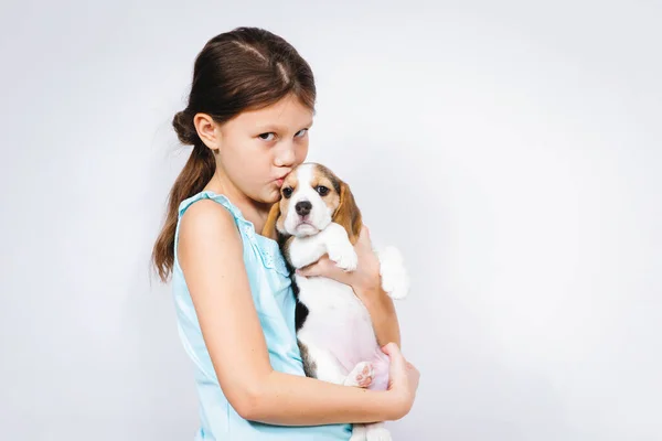 Teenagermädchen Hält Studio Einen Reinrassigen Welpen Einer Beagle Hunderasse Auf — Stockfoto