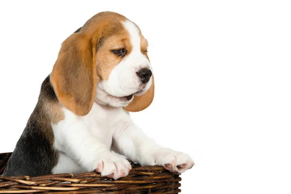 Cachorro Raça Pura Beagle Cães Sobe Uma Cesta Vime Fundo — Fotografia de Stock