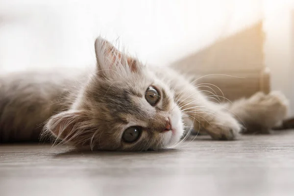 Серый Пушистый Котёнок Лежит Углу Смотрит Камеру — стоковое фото