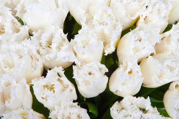 Білі Тюльпани Буке Рясніють Квітами — стокове фото