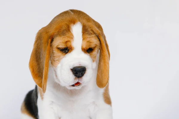 Fajtatiszta Kutyakölyök Beagle Fajta Fehér Alapon Stúdióban — Stock Fotó