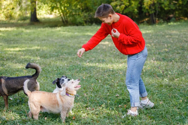 Mujer Joven Juega Con Perros Césped Parque Verano —  Fotos de Stock