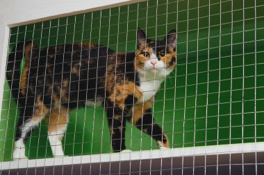 Üç renkli kedi, yeşil arka planlı bir kafeste, bir hayvan barınağında kilitli..