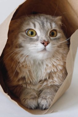 Korkmuş gri kedi bir kesekağıdının içinde oturuyor ve sarı-yeşil gözlerle bakıyor..