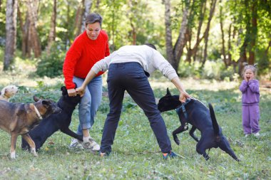 Köpekler kavgaya tutuşur, insanlar yazın onları şehir parkında sakinleştirir..