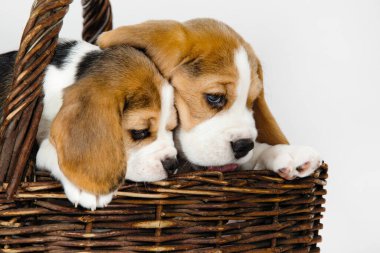 Beagle köpeğinin iki safkan yavrusu oynaşıyor ve stüdyoda beyaz bir arka planda oynuyorlar..