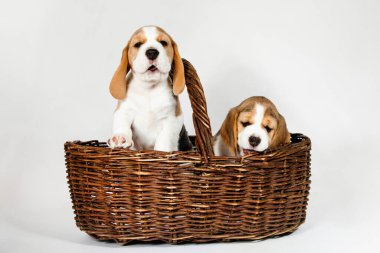 Beagle köpeğinin iki safkan yavrusu oynaşıyor ve stüdyoda beyaz bir arka planda oynuyorlar..