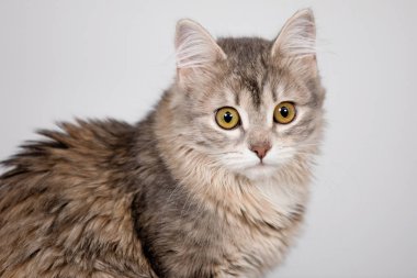 Şirin gri tüylü kedi yavrusu kamerada oturuyor ve poz veriyor. Gri arka plan. Seçici yumuşak odak.