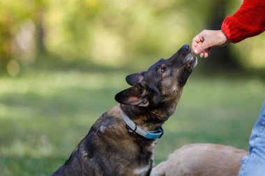 El, bir yaz parkında melez kahverengi bir köpeği besler.?